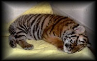 Sleeping Baby Tiger