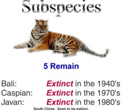 Tiger Subspecies