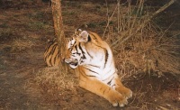 Tiger by a tree.