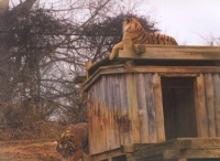 Tiger on top of den.