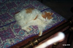 Ben the cat on my bed