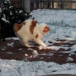 Ben playing in the snow.