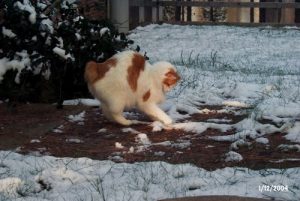 Ben playing in the snow.