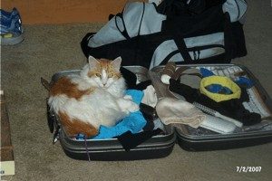 Ben the cat in my suit case