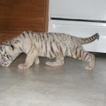 Nia - Baby white tiger.