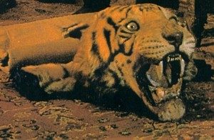Tiger Skin Rug