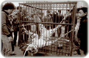 Tiger Poaching