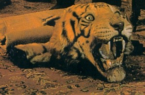 Tiger Skin Rug - Save the Tigers