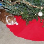 Samson under the Christmas tree.