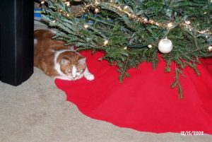 Samson under the Christmas tree.