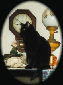 Suki the cat.