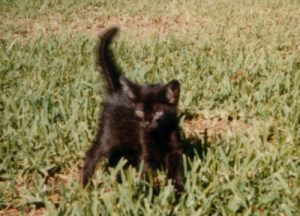 Suki as a kitten.