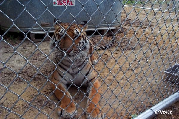 Tigra's Habitat Construction Photo 10