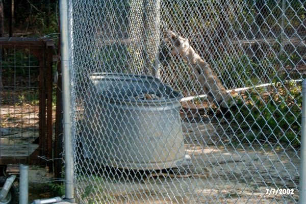 Tigra's Habitat Construction Photo 23