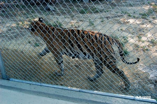 Tigra's Habitat Construction Photo 24