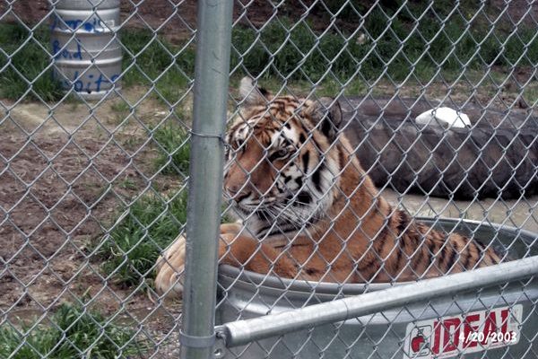 Tigra's Habitat Construction Photo 42