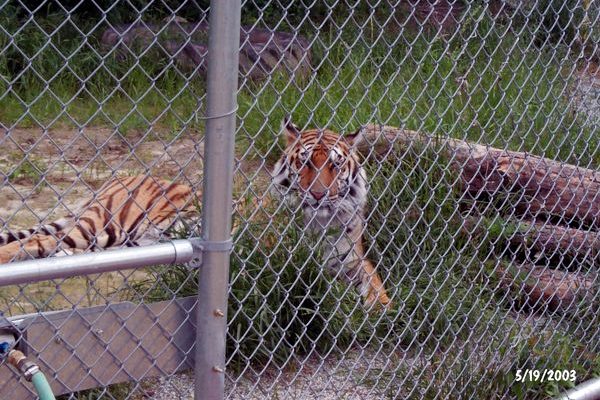 Tigra's Habitat Construction Photo 60