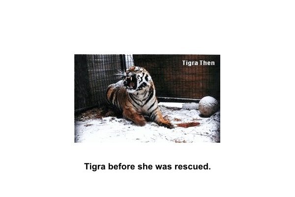 Tigra's Habitat Construction Photo 61