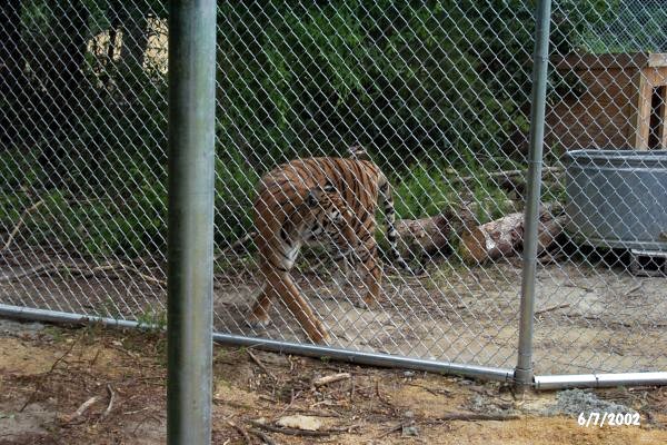 Tigra's Habitat Construction Photo 9