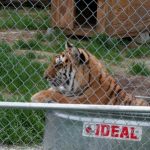 Tigra tiger in her watre tub.