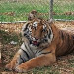 Tigra tiger in temp enclosure.