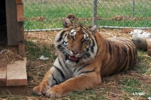Tigra tiger in temp enclosure.