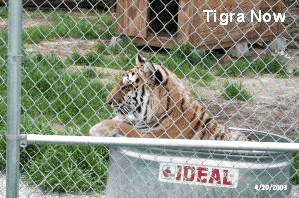 Tigra Tiger After Rescue