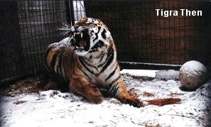 Tigra Tiger Before Rescue