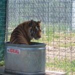 Willie tiger in his water tub.