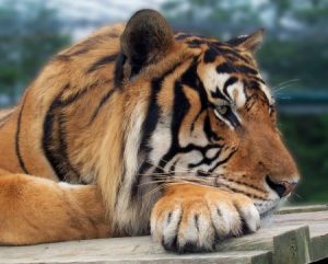Willie tiger on his den box roof.