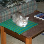 Zeus on the pillow.