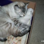 Zeus and Miss Betty in their box.