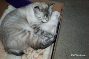 Zeus and Miss Betty in their box.