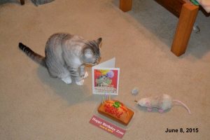 Birthday for Zeus