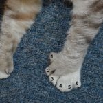 Zeus' front paws with six toes.