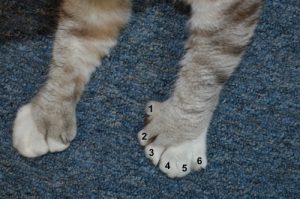 Zeus' front paws with six toes.