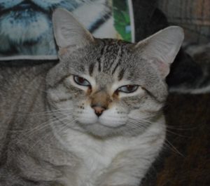 Zeus the Chausie