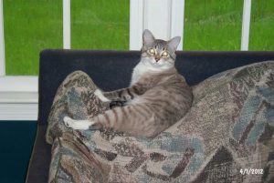 Zeus on the sofa.