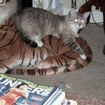 Zeus on a plush tiger.