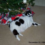 Zoe under the Christmas tree.