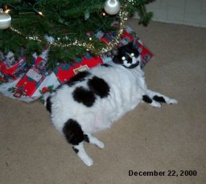 Zoe under the Christmas tree.