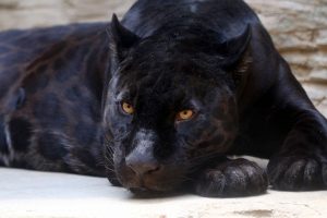 Photo of panther.