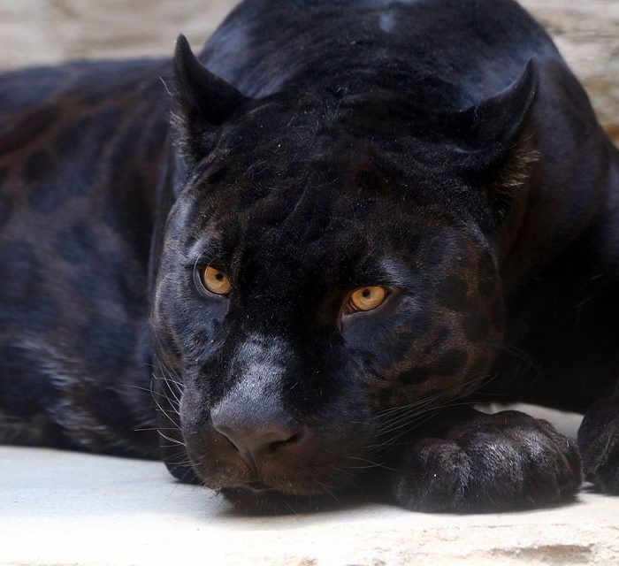 Woman Attacked by Jaguar at Arizona Zoo