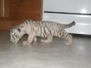 Nia - Baby White Tiger